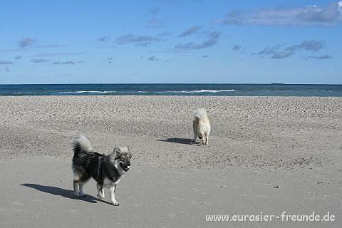 (Foto Goslar)_daenemark_2010_IMG_1171_Skagen_Nordstrand.jpg - Nehmt uns mit! Wir mchten nicht Freitag heien!